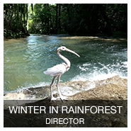 WINTER IN RAINFOREST